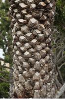 palm tree bark 0003